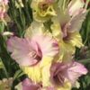 bulbi-gladiole-mon-amour-150x150