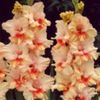 bulbi-gladiole-painted-ruffled-150x150