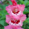 bulbi-gladiole-wine-and-roses-0-150x150