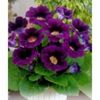 gloxinia-violacea-14lei