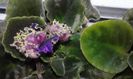 Purple Passion