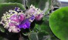 Purple Passion