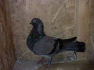 36332310_CVYOGHBRO