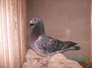 28301619_DUOYDNDLP