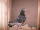 28301635_NIEALYOJB