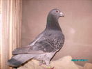 28301644_CMMSLYNAA