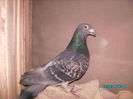 28301770_JUWIHAQRQ