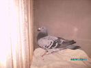 28301851_CDJXWTSZD