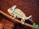 Ferdinand
