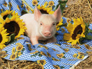 lynn-stone-domestic-piglet-and-sunflowers-usa