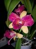 cattleya alba cu mov 2016.02.05 1