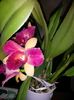 cattleya alba cu mov 2016.02.05 3