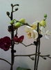 IMG_20160206_125035