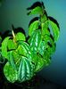 pilea