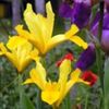 bulbi-iris-royal-yellow-2lei