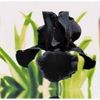 iris black-20lei