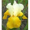 Iris germanica Tulip Festival-20lei