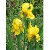 iris-yellow-20lei