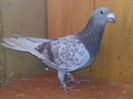Mascul 2011
