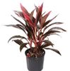 Cordyline_Fruticosa_Red-Sister-Costa-Farms-Houseplant