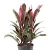 Costa-Farms-Cordyline-Ti-Plant-Maria