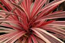 Cordyline_PinkStripeSportprop