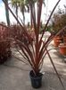 Cordyline-banksii-Purple-Sensation-550x733