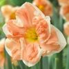 bulbi-narcise-apricot-whirl