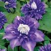 clematis lanuginosa multi blue