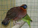 Tragopan