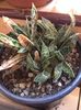 Gasteria
