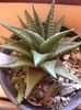 Haworthia limifolia