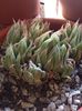 Haworthia cummingi