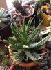 Aloe humilis