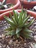 Haworthia schultdiana