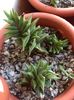 Haworthia viscosa
