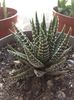 Haworthia attenuata cv wide zebra