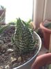 Haworthia reinwardti