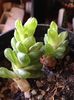 Haworthia reticulata