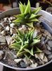 Haworthia tortuosa tortela