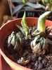 Haworthia coarctata v coarctata