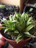 Haworthia turgida 5 lei buc