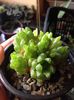 Haworthia umbraticolanr