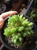 Haworthia umbraticola