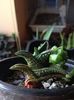 Haworthia nigra