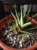 Haworthia limifolia