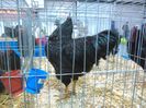 IMG_20160207_092841