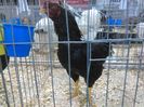 IMG_20160207_093130