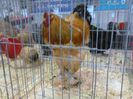 IMG_20160207_094403