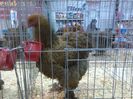 IMG_20160207_094514